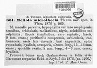 Meliola microthecia image